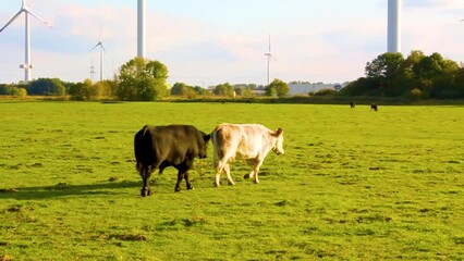 Horny black bull wants to make sex with white cow.