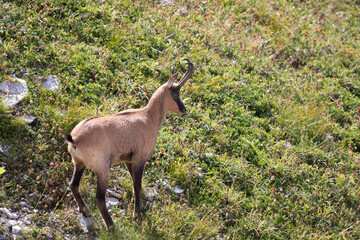 Apennine chamois in Gran Sasso National Park, Abruzzo, Italy.