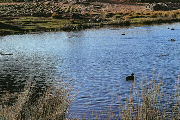 Partridge birds and ducks swimming on a lake