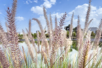 Fototapeta premium Pennisetum alopecuroides in a public public with blue sky in the background