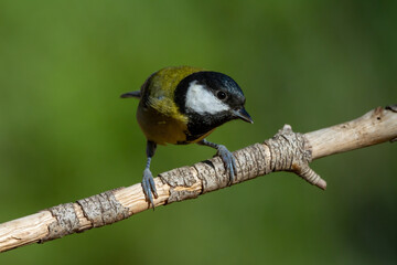 Great Tit perched on a pine branch with a green background