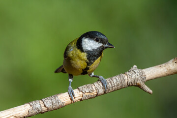 Fototapeta premium Great Tit perched on a pine branch with a green background
