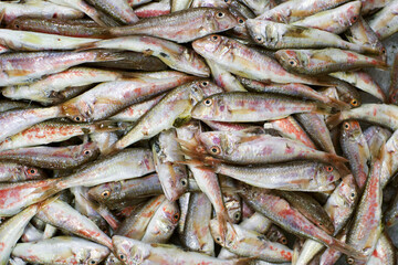 Fresh sea fish red mullet (Mullus barbatus) on the counter in the fish market. Background of small fish