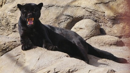Panther growls sitting on a stone.