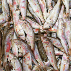 Fresh sea fish red mullet (Mullus barbatus) on the counter in the fish market. Background of small fish