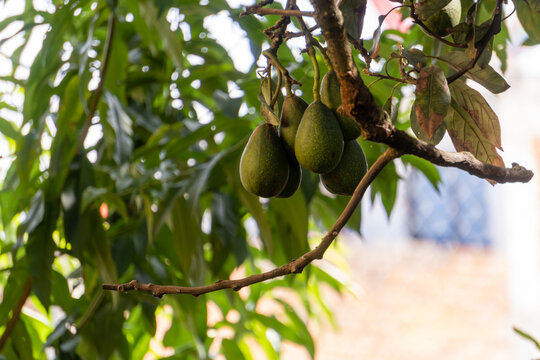 avocados hanging from a tree branch. the background is blurred by the effect of the camera