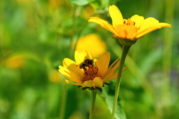 Bee and flower. Close up of a large striped bee collecting pollen on a yellow flower on a Sunny  day. Summer and spring backgrounds