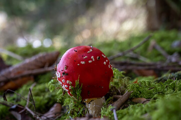 Amanita muscaria. One red toxic mushroom. Fly agaric. Fly amanita.