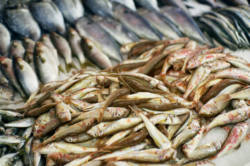 Fresh fish on the market stall