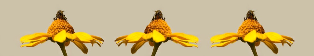 Three bees collecting pollen on three yellow flowers on a beige background. Macro photography. Banner