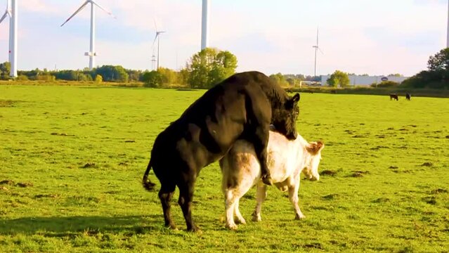 Horny black bull wants to make sex with white cow.