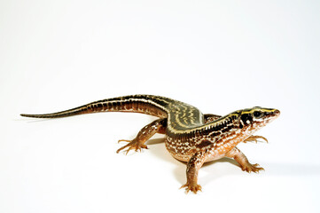 Fototapeta premium Four-lined Girdled Lizard // Vierstreifen-Ringelschildechse (Zonosaurus quadrilineatus)