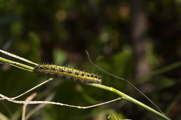 Green and yellow hairy spotted caterpillar (Pieris cheiranthi) on branch of arugula. The caterpillar of a pest butterfly is a glutton of vegetables
