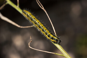 Green and yellow hairy spotted caterpillar (Pieris cheiranthi) on branch of arugula. The caterpillar of a pest butterfly is a glutton of vegetables