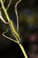 Green and yellow hairy spotted caterpillar (Pieris cheiranthi) on branch of arugula. The caterpillar of a pest butterfly is a glutton of vegetables
