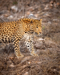 indian wild male leopard or panther side profile closeup walking or stroll in style with eye contact in summer season outdoor jungle safari at forest of central india asia - panthera pardus fusca