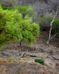 panthera pardus fusca or wild male leopard or panther in scenic landscape or habitat in jhalana...