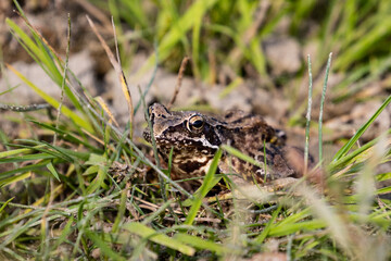 frog on the ground