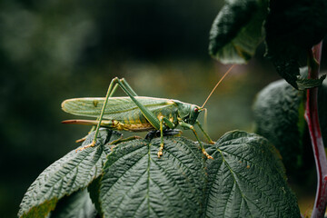 grasshopper on a leaf