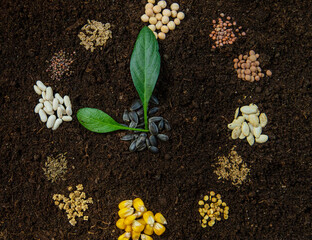 Sowing calendar from seeds on soil. Selective focus.