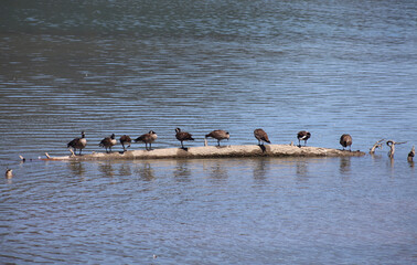 Wooden log populated by a flock of Canadian Geese