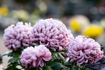 bouquet of flowers on the grave