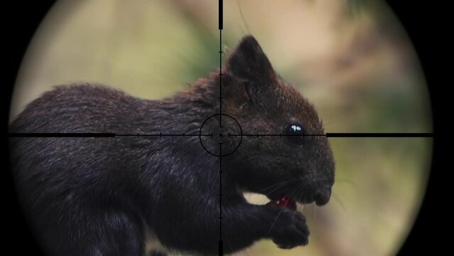Squirrel in Gun Rifle Scope. Wildlife Hunting. Poaching Endangered, Vulnerable, and Threatened Animals