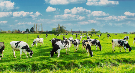 Cows graze in the pasture. Selective focus.