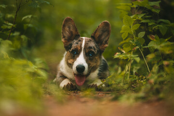 Happy corgi dog puppy laying on the ground in forest. Portrait of beautiful purebred blue merle cardigan welsh corgi puppy.