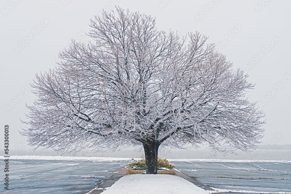 Canvas Prints linden tree covered in snow.