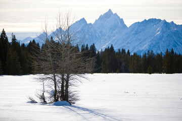 A winter field and dormant trees wait for spring with the Teton Range in Wyoming.