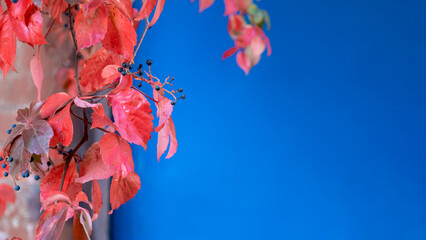 A real and natural ivy branch on a blue background, the leaves are green, yellow and red. Image with space and text area