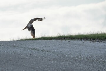 Closeup shot of a red kite taking off