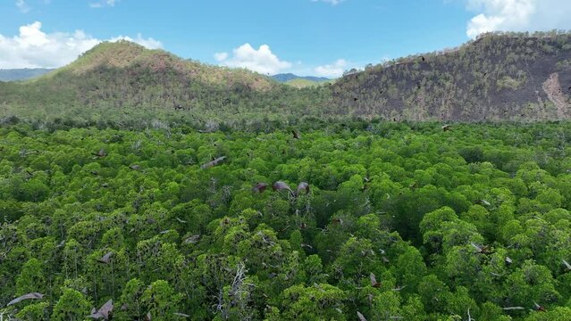 Sunda flying foxes, Acerodon mackloti, fly above the green canopy of a remote mangrove forest where they roost in Indonesia. Mangroves provide vital habitat for invertebrates, fish, birds, and fruit b
