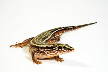 Four-lined Girdled Lizard // Vierstreifen-Ringelschildechse (Zonosaurus quadrilineatus)