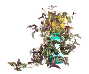 Tradescantia Zebrina plant growing in a pot isolated on a white background.