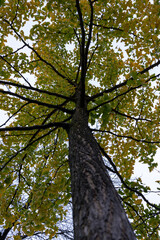 Fototapeta premium Paris, France - 10 30 2022: Park des Buttes Chaumont. Close up shot of a green tree