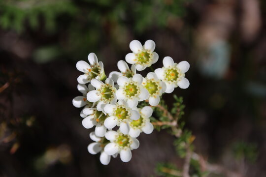 Waxflower (Chamelaucium sp.), Quaalup Homestead, Fitzgerald River National Park, Western Australia.