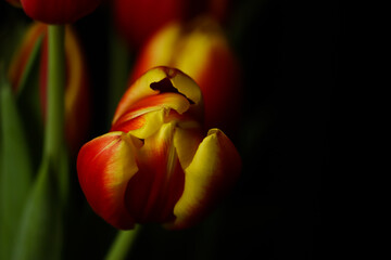 Żółto czerwony tulipan na ciemnym tle - obrazy, fototapety, plakaty