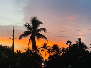 Obraz premium trees at sunset