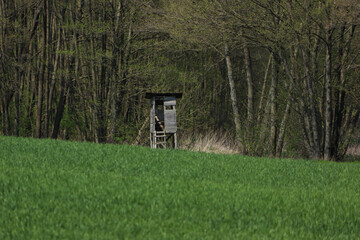 Zielone pole, las i drewniana ambona dla myśliwych na wsi. Wiosna na wsi