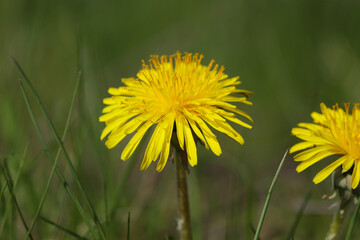Żółty kwiat - mniszek lekarski kwitnący na łące wczesną wiosną. Wiosna na wsi - obrazy, fototapety, plakaty