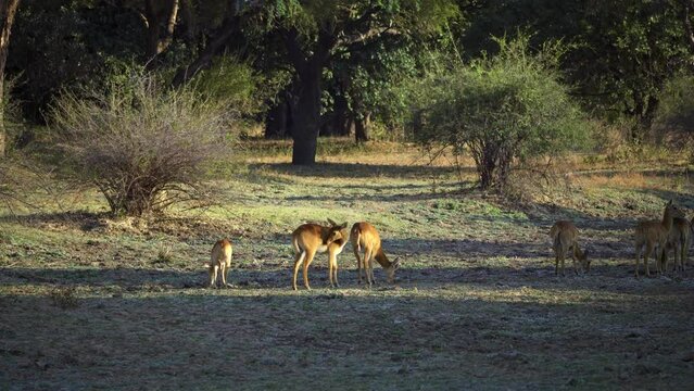Amazing close-up of a herd of impala in the real african savannah