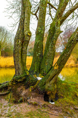 Frozen river stream pond lake cold nature forest environment Germany.