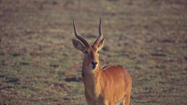 Amazing close-up of a beautiful wild impala in the real african savannah