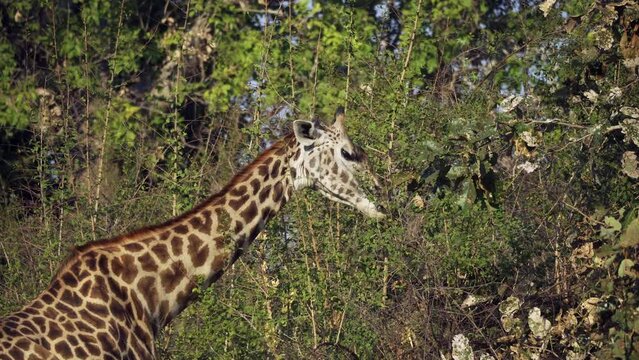 Incredible close-up of a beautiful wild giraffe eating an acacia plant in the real African savannah.  