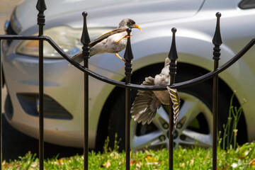 Australian Noisy Miner (Manorina melanocephala)