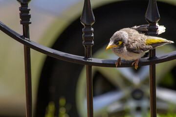 Australian Noisy Miner (Manorina melanocephala)