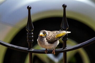 Australian Noisy Miner (Manorina melanocephala)