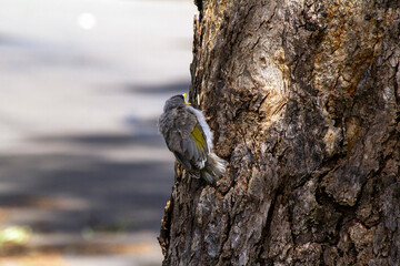 Australian Noisy Miner (Manorina melanocephala)
